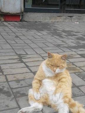 老子都饿瘫歪了 老子都饿瘫歪了