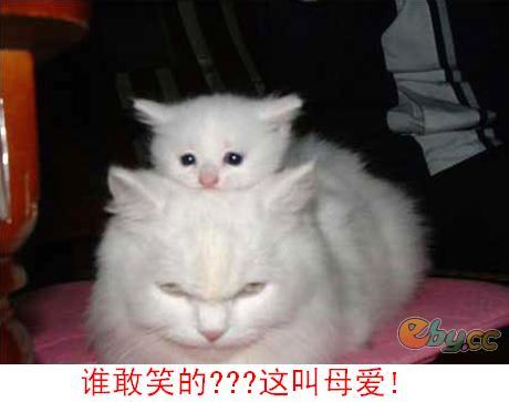 ' ><br /><img alt='猫猫一家趣图' title='猫猫一家趣图' src=