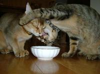 ' ><br /><img alt='猫猫一家趣图' title='猫猫一家趣图' src=