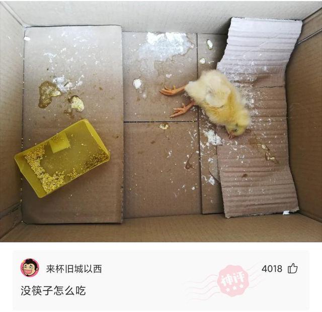 神回复:自从买了这辆摩托车,再也没有人敢开远光灯了,吓死你们 神回复:自从买了这辆摩托车,再也没有人敢开远光灯了,吓死你们