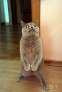 往哪里看呢，小猫