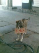 搞笑动物图片不咬人哦