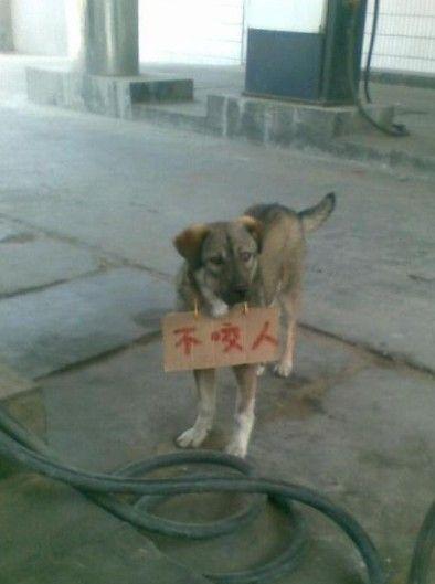 搞笑动物图片不咬人哦