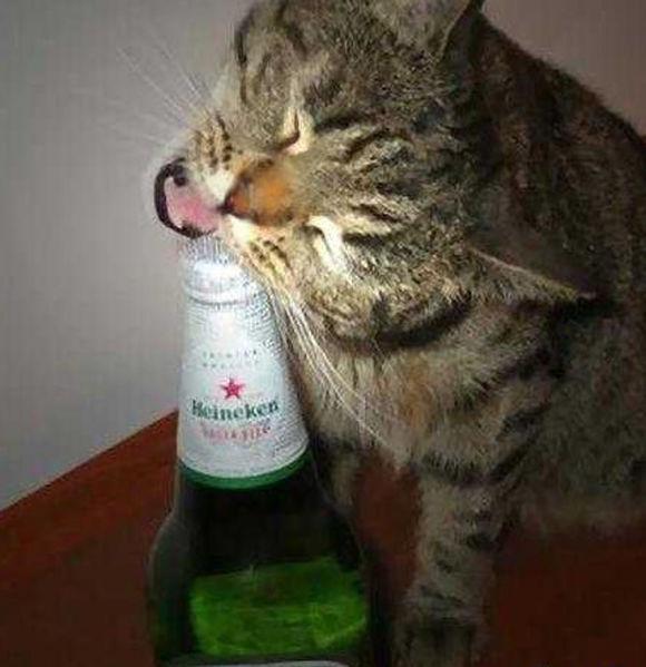 我也要喝酒，开瓶好专业呀