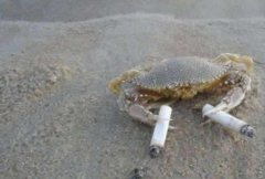 富二代搞笑动物图片