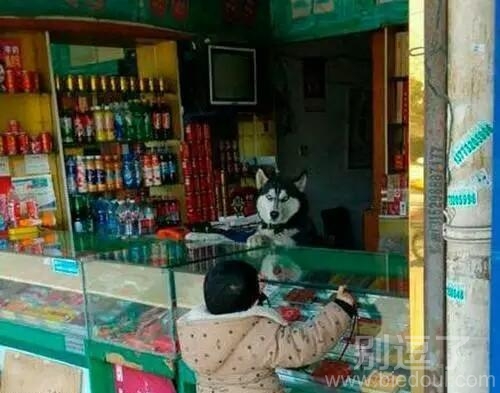 二哈：熊孩子，没钱走远点！