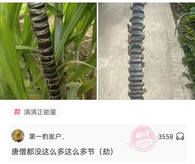 神回复,全国最低调的是哪个地方的人? 神回复,全国最低调的是哪个地方的人?