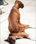 太欺负狗狗了。可怜