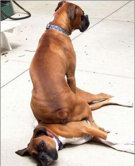 太欺负狗狗了。可怜