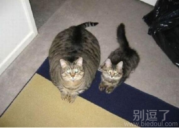 弟兄俩差别怎么这么大呢