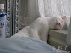 白猫。真白。好看。 白猫。真白。好看。