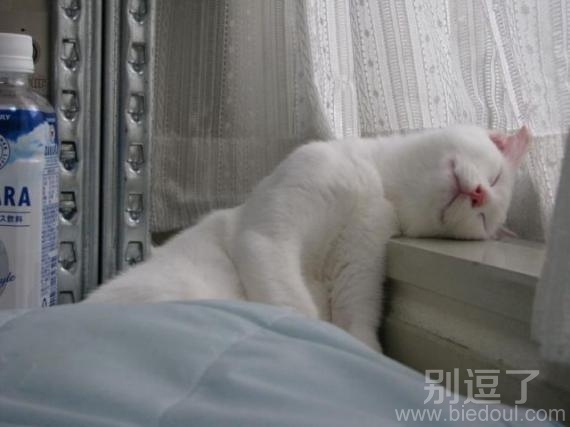 白猫。真白。好看。 白猫。真白。好看。