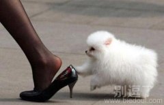 小狗你踩我脚后跟了。