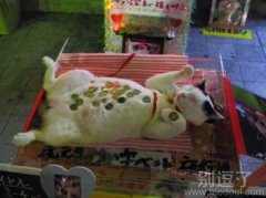 招财猫,长得很像。 招财猫,长得很像。