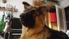 爆笑gif 这个汪星人在干吗嫩?