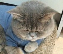 人家不胖 人家不胖