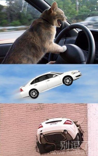 不要让猫咪开车。。 不要让猫咪开车。。