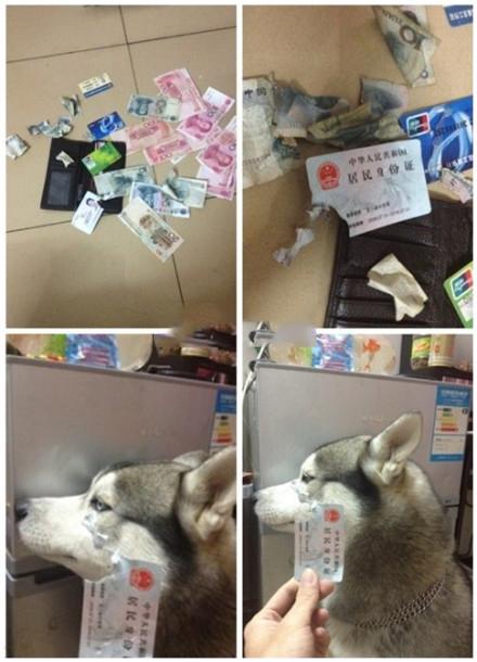 是不是你干的 是不是你干的