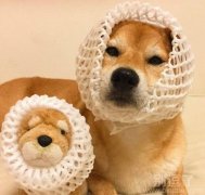 是不是一对小可爱呢