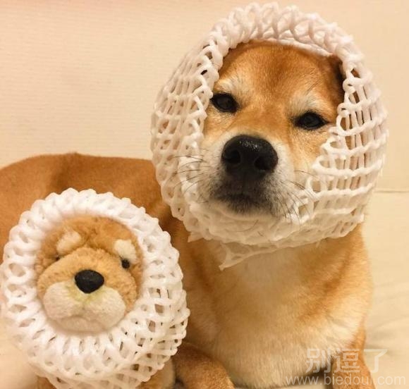 是不是一对小可爱呢