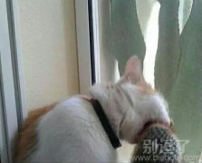 喵星人有啥想不开的 喵星人有啥想不开的