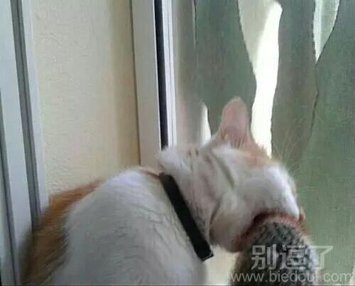 喵星人有啥想不开的