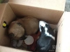 猪猪和狗狗在一起是什么样的画面呢