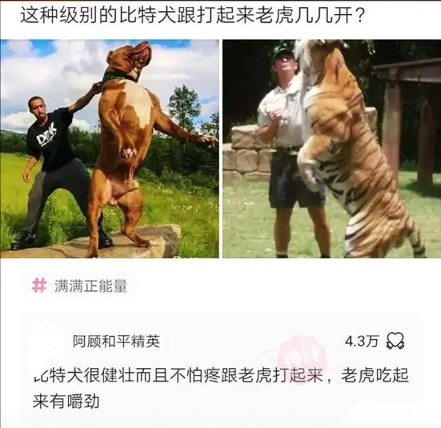 搞笑：又到了判责的时间了，支持严惩头盔男，女士是无辜的