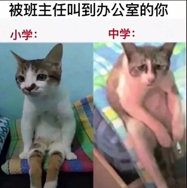 搞笑：又到了判责的时间了，支持严惩头盔男，女士是无辜的