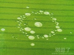 城会玩，麦田图片一枚