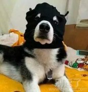 打劫的，站那别动