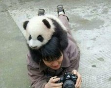 不给我拍个彩色照片，就不下来