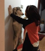 和狗壁咚的女孩儿 和狗壁咚的女孩儿