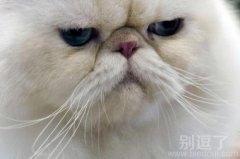 这个五官好紧凑呀 这个五官好紧凑呀