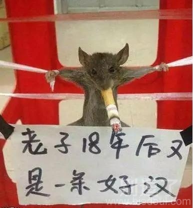 老子18年后又是一条好汉 老子18年后又是一条好汉