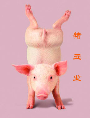 搞笑动物图片嘻嘻哈哈