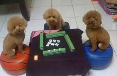 主人快来，，三缺一