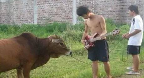 现实版的对牛弹琴。。。 现实版的对牛弹琴。。。