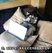 会打字的狗梗。。。 会打字的狗梗。。。