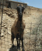 一个动物的耳朵。 一个动物的耳朵。