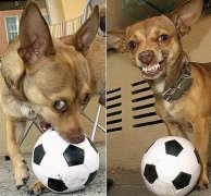 有足球天赋的狗狗