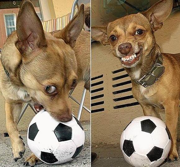 有足球天赋的狗狗