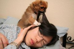 一个趁主人睡觉捣乱的狗