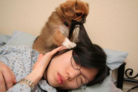 一个趁主人睡觉捣乱的狗