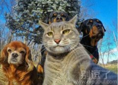 正在自拍的一群动物。。