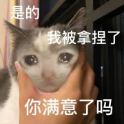 是的我被拿捏了你满意了吗(流泪猫猫头表情包)