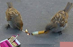 大哥借个火呗