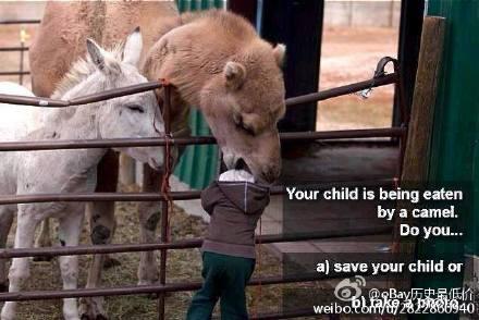 当你孩子被骆驼吃了的时候你的选择是：1，就你的孩子，2，拍个照片发微博