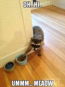 偷点他们的吃的来吃 偷点他们的吃的来吃