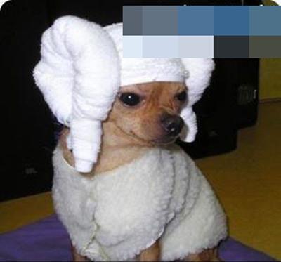 励志做羊羊的狗狗 励志做羊羊的狗狗